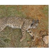 Cazador abate lince ibérico Salteado en Villamanrique