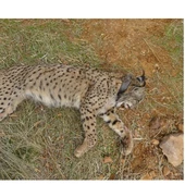 Cazador abate lince ibérico Salteado en Villamanrique Cazador abate lince ibérico Salteado en Villamanrique
