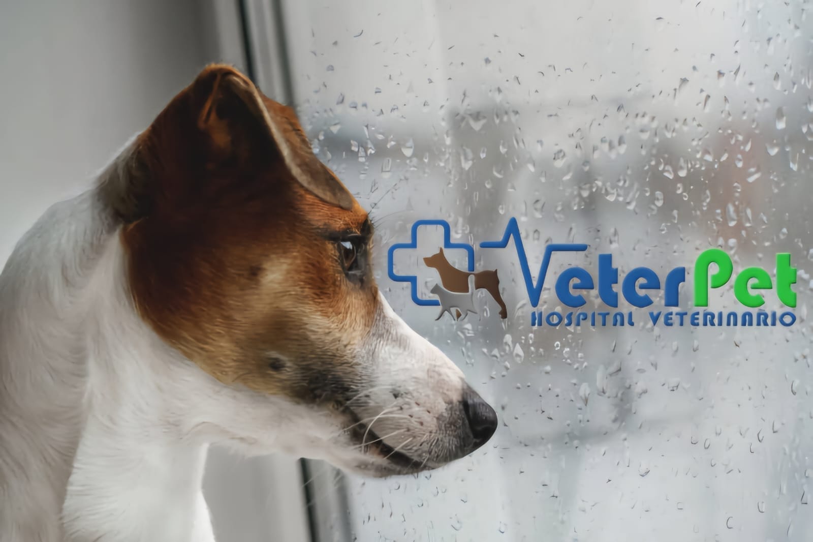 ¿Llueve, ¿qué hacemos con el perro? El adiestrador Ángel Osuna ofrece los mejores consejos ¿Llueve, ¿qué hacemos con el perro? El adiestrador Ángel Osuna ofrece los mejores consejos