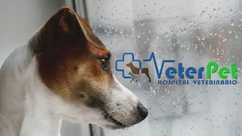 ¿Llueve, ¿qué hacemos con el perro? El adiestrador Ángel Osuna ofrece los mejores consejos ¿Llueve, ¿qué hacemos con el perro? El adiestrador Ángel Osuna ofrece los mejores consejos