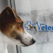 ¿Llueve, ¿qué hacemos con el perro? El adiestrador Ángel Osuna ofrece los mejores consejos ¿Llueve, ¿qué hacemos con el perro? El adiestrador Ángel Osuna ofrece los mejores consejos