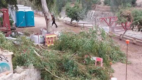 Árbol caído por los vientos provocados por la DANA en Elche. Árbol caído por los vientos provocados por la DANA en Elche.