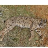 El lince ibérico 'Salteado' tras ser abatido por un cazador en Villamanrique.