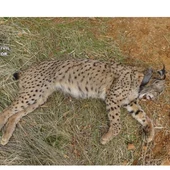 El lince ibérico 'Salteado' tras ser abatido por un cazador en Villamanrique. El lince ibérico 'Salteado' tras ser abatido por un cazador en Villamanrique.