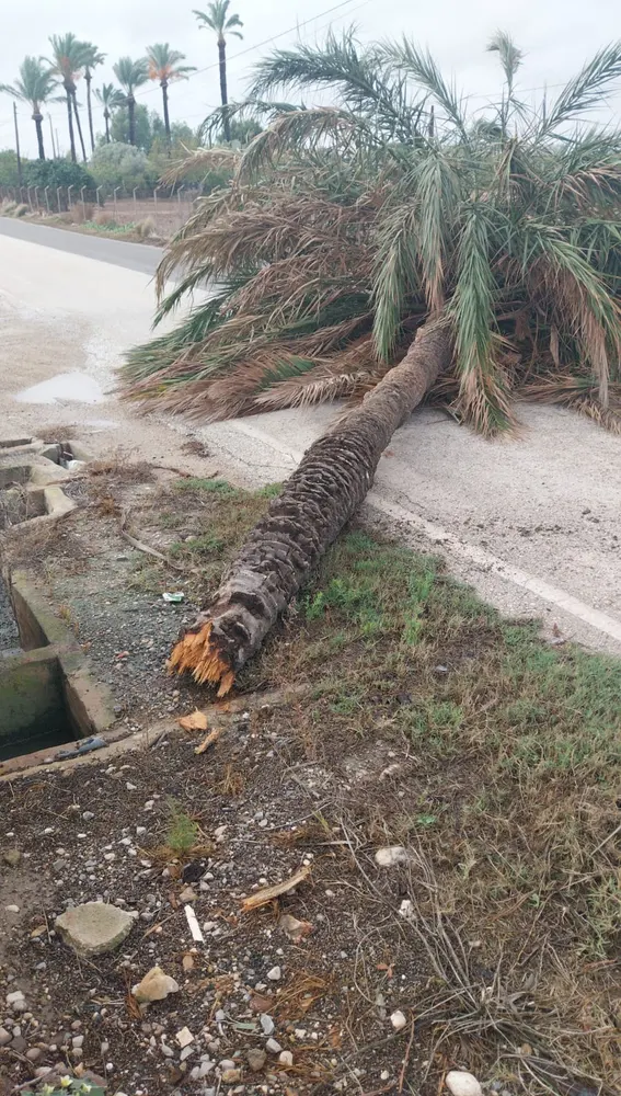 Palmera que se ha desplomado este martes por el viento en Elche. Palmera que se ha desplomado este martes por el viento en Elche.