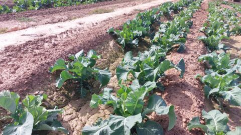 Coliflores en el camp d'Elx