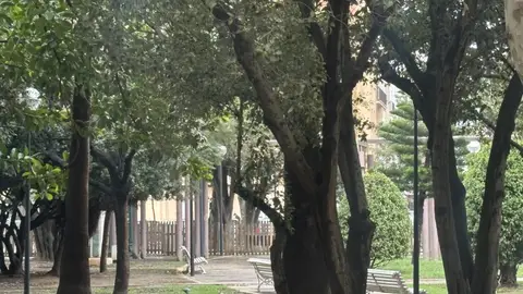 Árboles nublados Árboles nublados