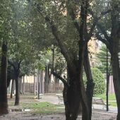 Árboles nublados