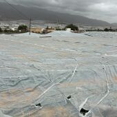 Invernadero destruido en El Ejido