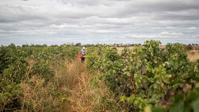 La DO Valtiendas espera gran Calidad de cosecha pero poca producción La DO Valtiendas espera gran Calidad de cosecha pero poca producción