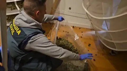 La Guardia Civil se incauta de más de mil plantas y 17 kilos de marihuana en varios pueblos La Guardia Civil se incauta de más de mil plantas y 17 kilos de marihuana en varios pueblos