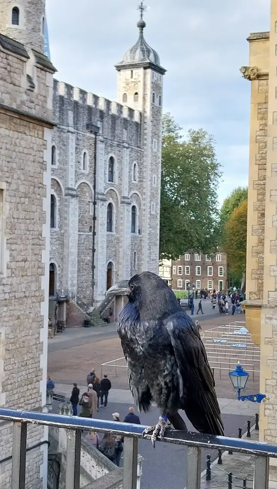Los cuervos de Inglaterra Los cuervos de Inglaterra