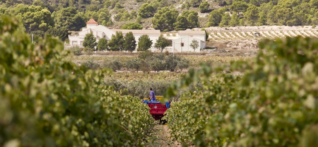 Bodegas Volver: los vinos de Pinoso comprometidos con la sostenibilidad Bodegas Volver: los vinos de Pinoso comprometidos con la sostenibilidad