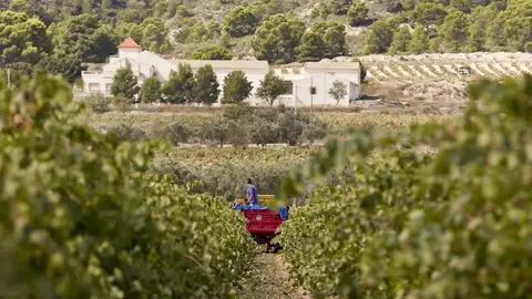 Viñedos de Bodegas Volver en Pinoso Viñedos de Bodegas Volver en Pinoso