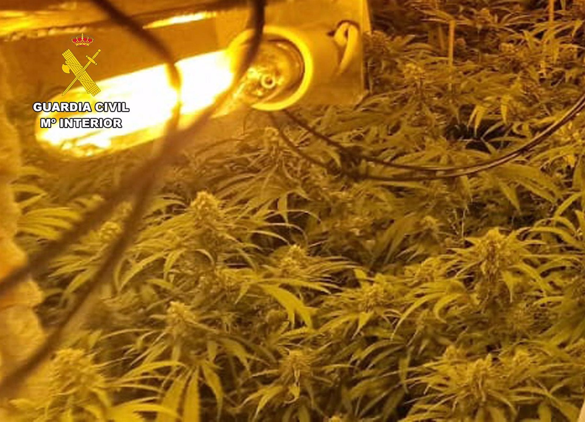 Detenido en Ribadesella por una plantación de marihuana Detenido en Ribadesella por una plantación de marihuana