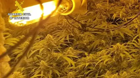 Desmantelados siete centros de producción de marihuana en Moraleda de Zafayona y Santa Fe Desmantelados siete centros de producción de marihuana en Moraleda de Zafayona y Santa Fe