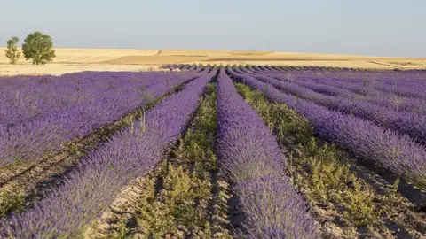 La Diputación de Palencia renueva la colaboración con APAPAM por importe de 3.500 euros .