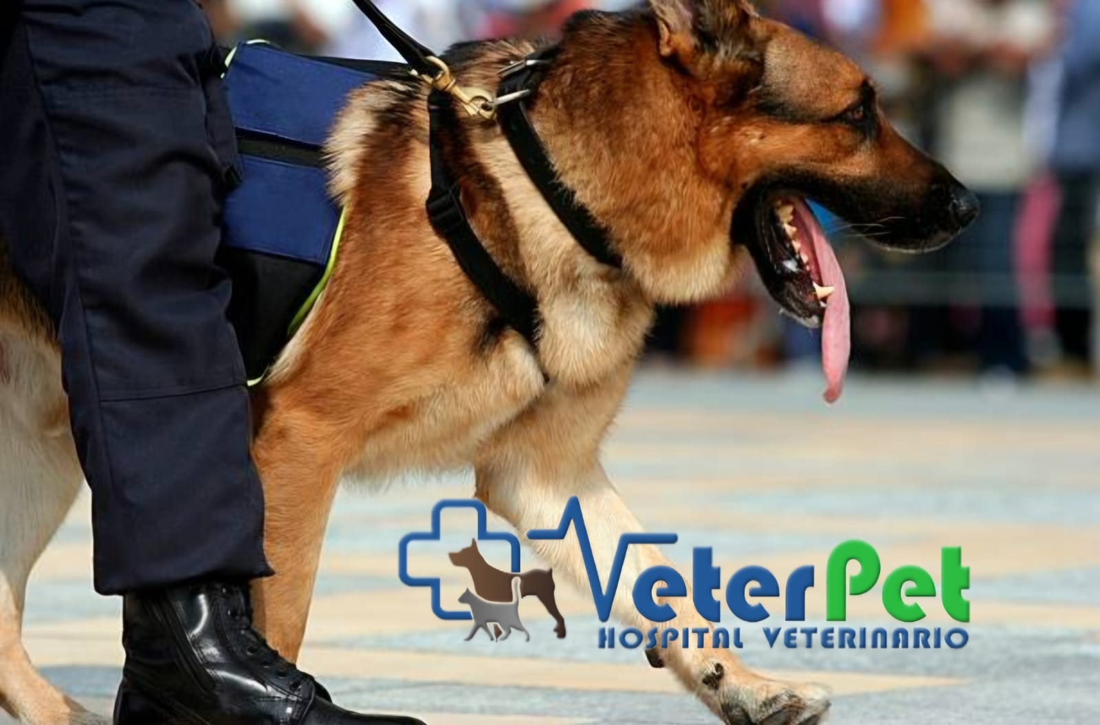 Ángel Osuna: "La reactividad de un perro es una respuesta exagerada a un estímulo, algo distinto a la agresividad" Ángel Osuna: "La reactividad de un perro es una respuesta exagerada a un estímulo, algo distinto a la agresividad"