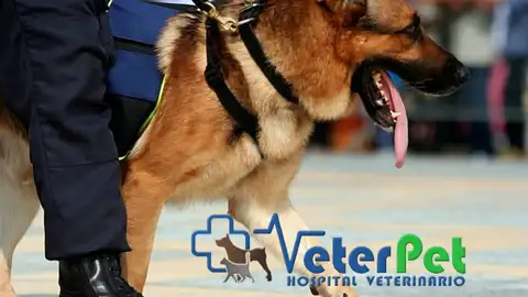 El perro: de víctima de la DANA a esperanza en la búsqueda de personas desaparecidas El perro: de víctima de la DANA a esperanza en la búsqueda de personas desaparecidas