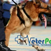 El perro: de víctima de la DANA a esperanza en la búsqueda de personas desaparecidas El perro: de víctima de la DANA a esperanza en la búsqueda de personas desaparecidas