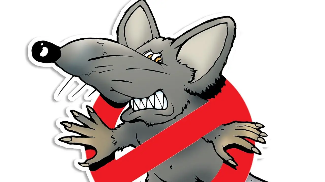 Preocupa la presencia de ratas en Gijón Preocupa la presencia de ratas en Gijón