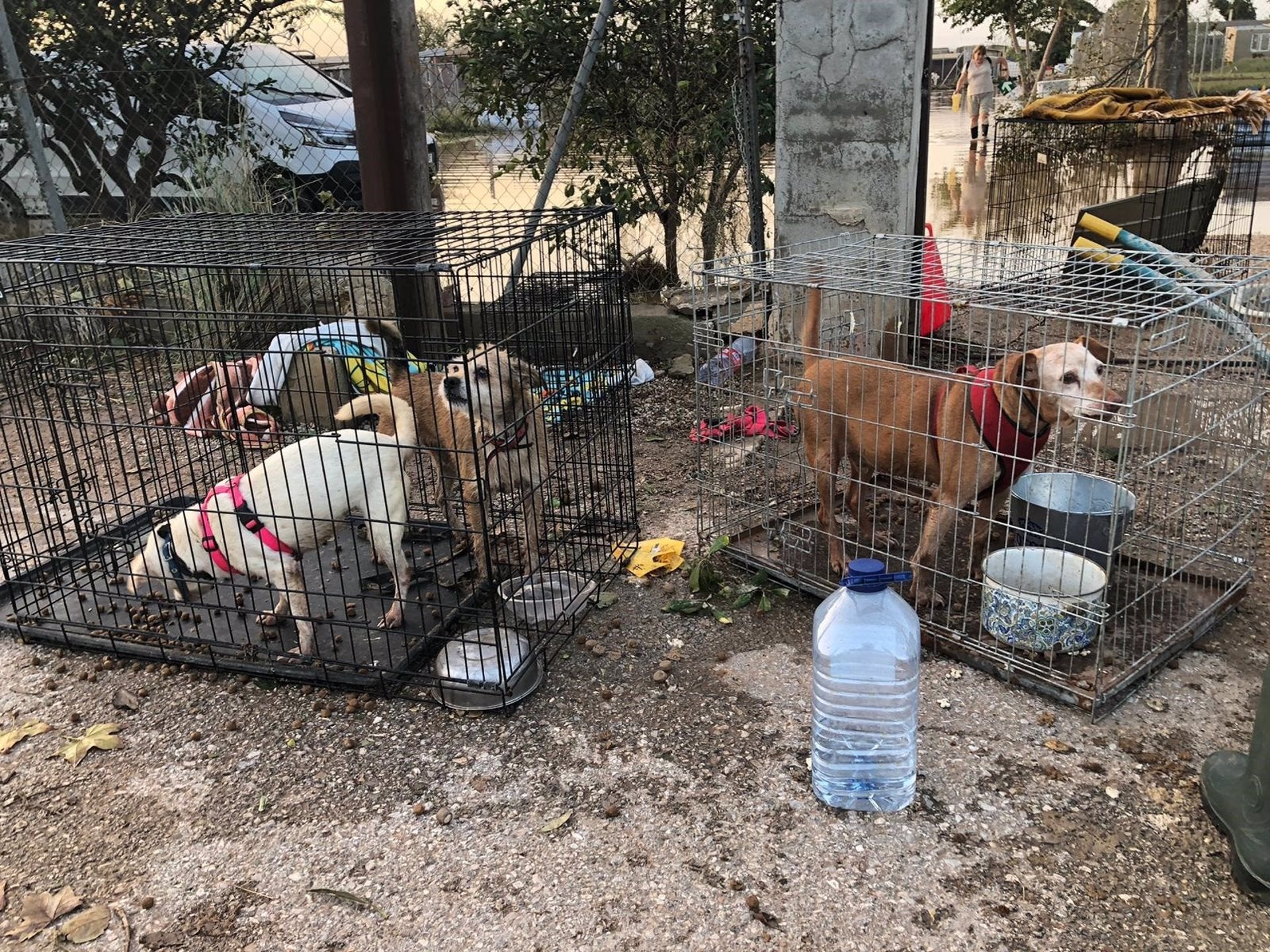 La Generalitat activa protocolos de atención y rescate de urgencia para animales de protectoras y centros La Generalitat activa protocolos de atención y rescate de urgencia para animales de protectoras y centros