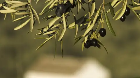 El sector de la aceituna de mesa teme que la victoria de Trump sea "la puntilla" El sector de la aceituna de mesa teme que la victoria de Trump sea "la puntilla"