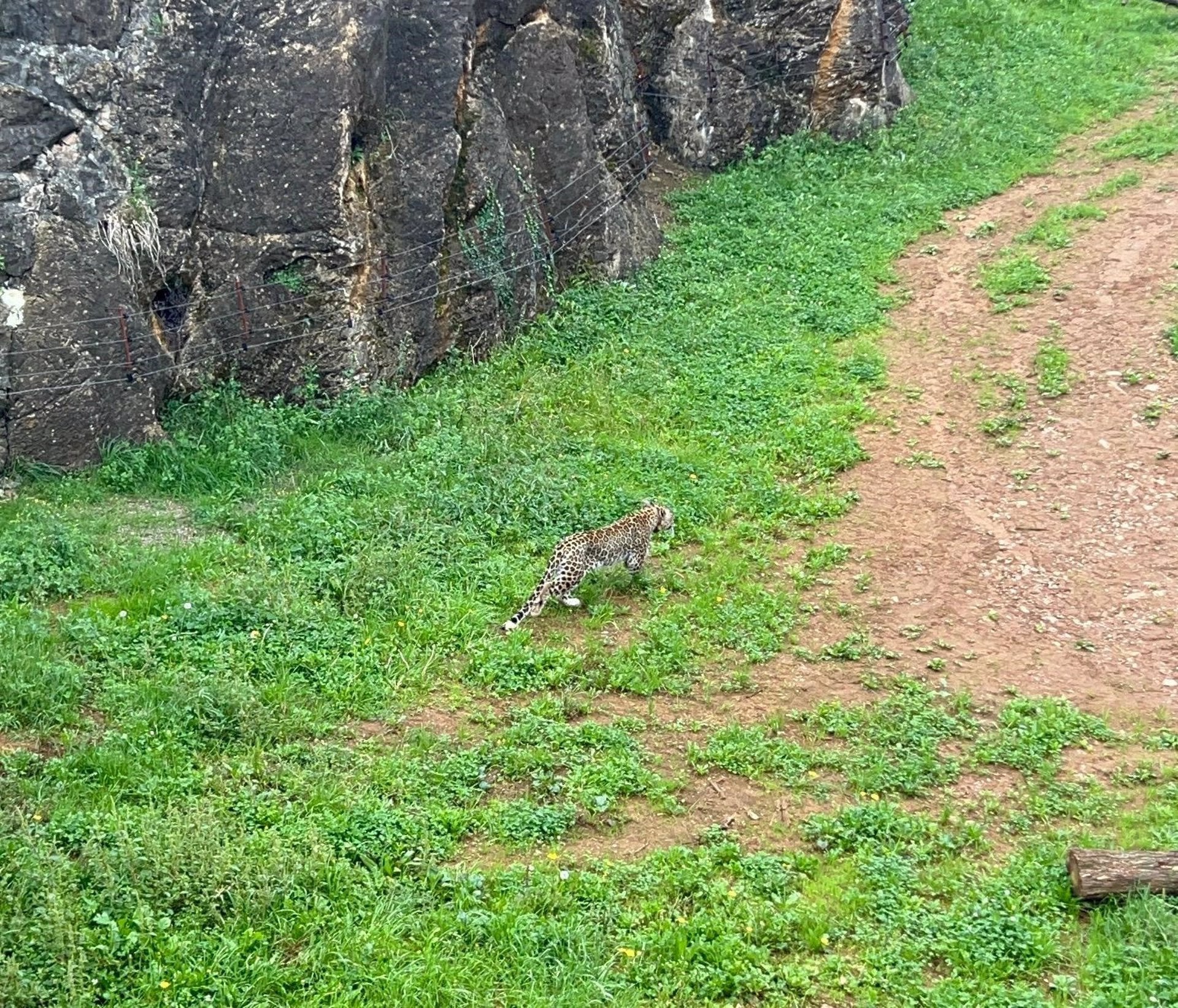 Abatido un leopardo de Cabárceno tras escaparse del recinto Abatido un leopardo de Cabárceno tras escaparse del recinto