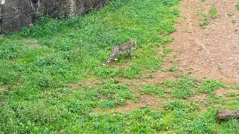 Abatido a tiros un leopardo de Cabárceno