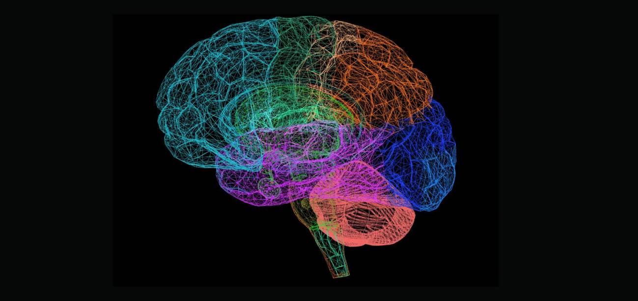 La primera grabación de un cerebro moribundo