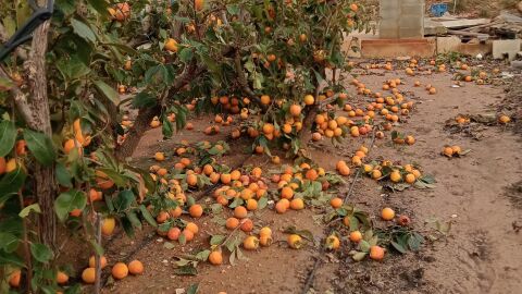 Da&ntilde;os en caquis de la Ribera del J&uacute;car