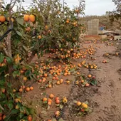 Daños en caquis de la Ribera del Júcar Daños en caquis de la Ribera del Júcar