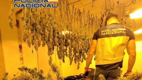 Un agente de la Polic&iacute;a Nacional en la plantaci&oacute;n de marihuana desmantelada en Elda.