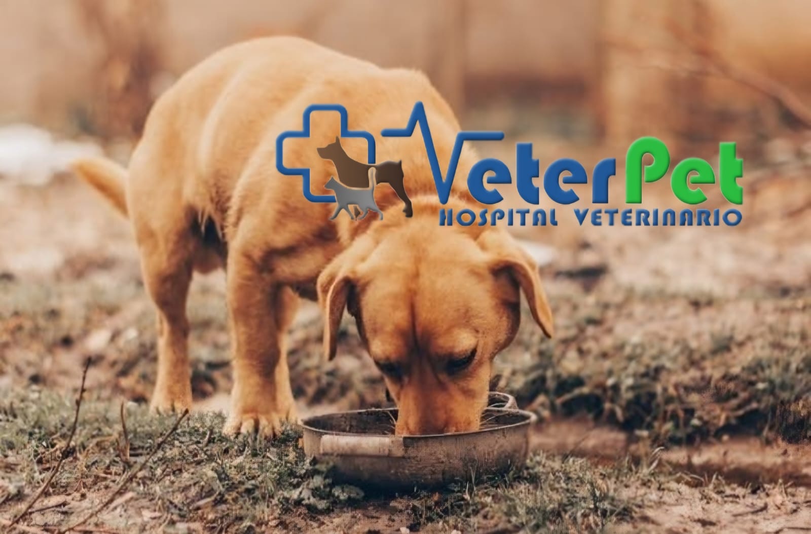 Veterinarios alertan del peligro del barro y charcos para las mascotas en zonas afectadas por la DANA Veterinarios alertan del peligro del barro y charcos para las mascotas en zonas afectadas por la DANA