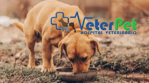 Los veterinarios alertan del peligro del barro y charcos para las mascotas en zonas afectadas por la DANA Los veterinarios alertan del peligro del barro y charcos para las mascotas en zonas afectadas por la DANA