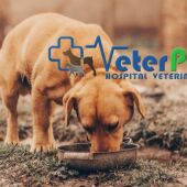 Los veterinarios alertan del peligro del barro y charcos para las mascotas en zonas afectadas por la DANA