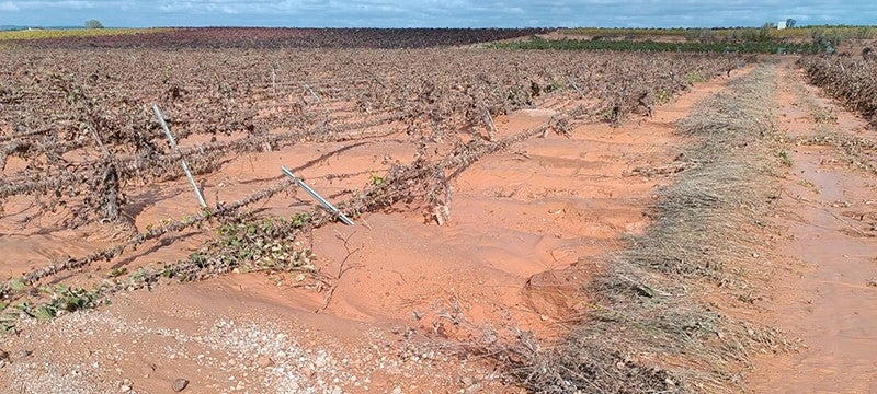 ASAJA valora en más de 1.000 millones de euros los daños ocasionados por la DANA en la agricultura y la ganadería ASAJA valora en más de 1.000 millones de euros los daños ocasionados por la DANA en la agricultura y la ganadería