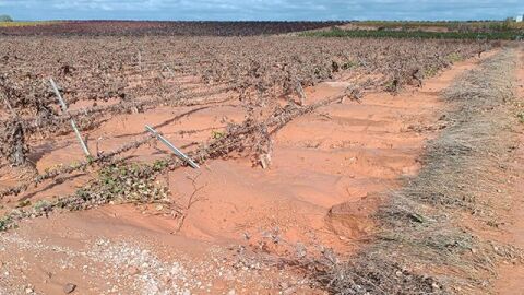 ASAJA valora en m&aacute;s de 1.000 millones de euros los da&ntilde;os ocasionados por la DANA en la agricultura y la ganader&iacute;a