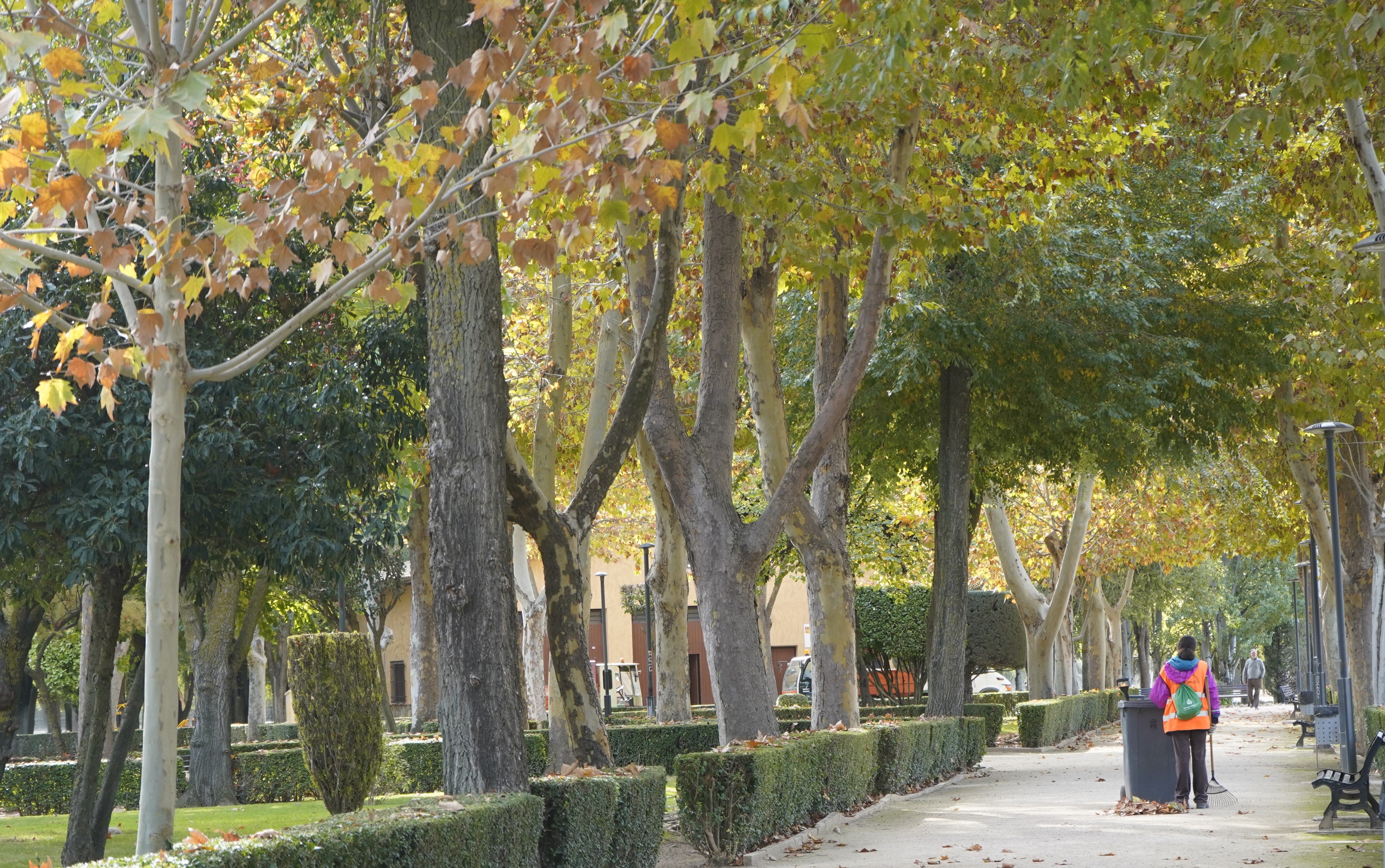 La Roda inicia la campaña de recogida de hojas en paseos y avenidas La Roda inicia la campaña de recogida de hojas en paseos y avenidas