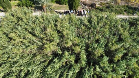 Ca&ntilde;as en el cauce del Segura a su paso por Murcia