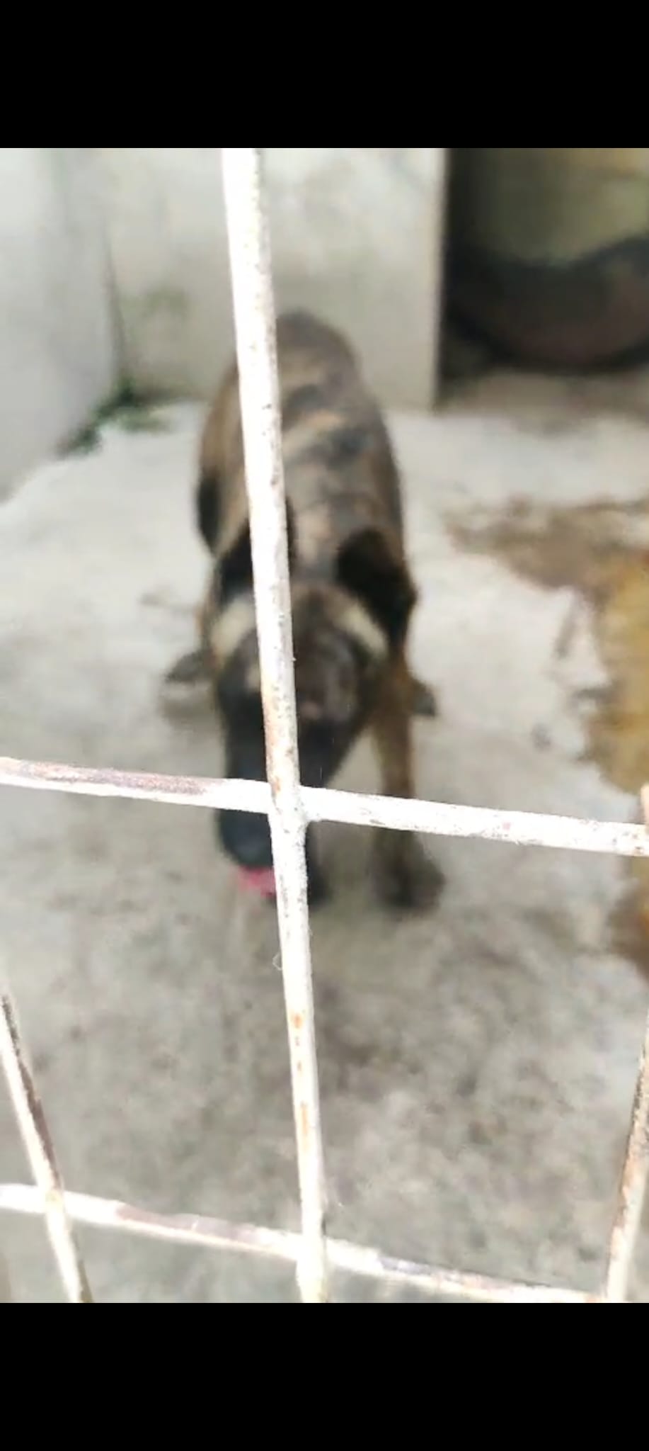 La Mancomunidad de la Bahía rescindirá el contrato del centro de protección animal La Mancomunidad de la Bahía rescindirá el contrato del centro de protección animal