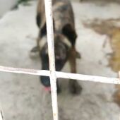 Un perro en uno de los apartados