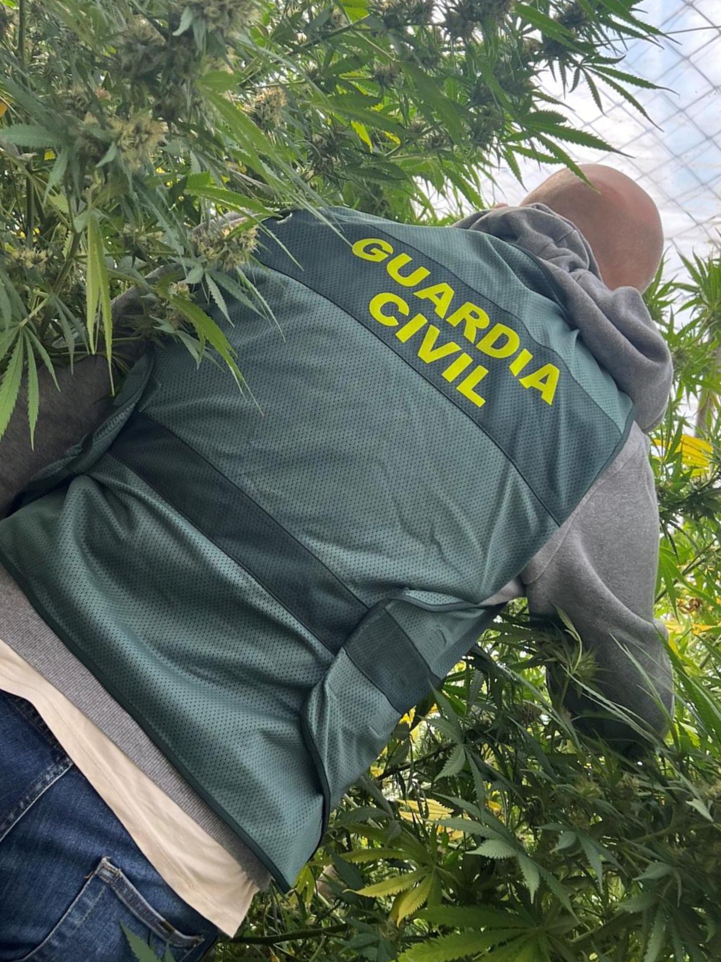 La Guardia Civil interviene más de 60 kilos de marihuana en Caparroso, Larraga y Olite La Guardia Civil interviene más de 60 kilos de marihuana en Caparroso, Larraga y Olite