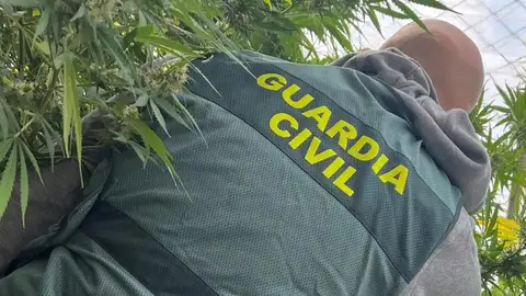La Guardia Civil interviene más de 60 kilos de marihuana en Caparroso, Larraga y Olite La Guardia Civil interviene más de 60 kilos de marihuana en Caparroso, Larraga y Olite