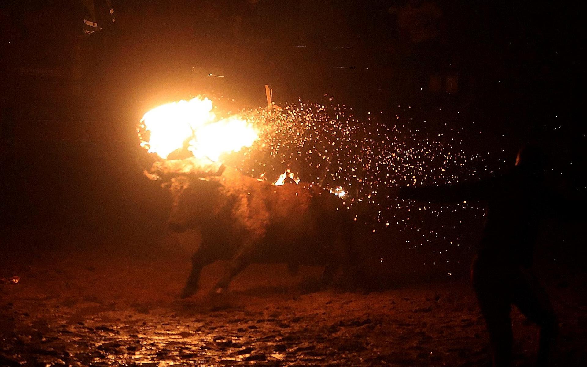 El Juzgado suspende cautelarmente el Toro Júbilo de Medinaceli (Soria), según PACMA El Juzgado suspende cautelarmente el Toro Júbilo de Medinaceli (Soria), según PACMA