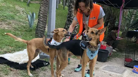 Imagen de archivo de una edición de la Feria de la Adopción celebrada en el Hort de Baix de Elche. Imagen de archivo de una edición de la Feria de la Adopción celebrada en el Hort de Baix de Elche.