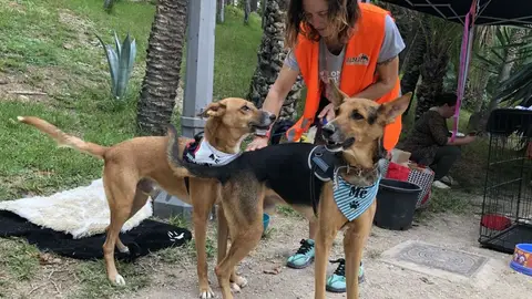 Imagen de archivo de una edición de la Feria de la Adopción celebrada en el Hort de Baix de Elche. Imagen de archivo de una edición de la Feria de la Adopción celebrada en el Hort de Baix de Elche.