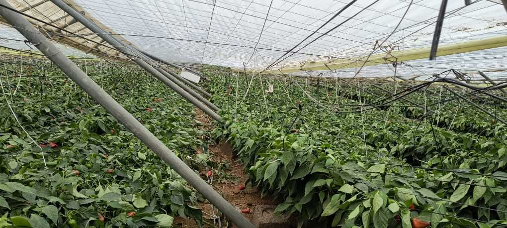 Las fuertes lluvias y el viento causan daños en invernaderos del Poniente almeriense Las fuertes lluvias y el viento causan daños en invernaderos del Poniente almeriense