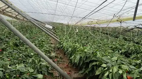 Invernadero dañado por la DANA Invernadero dañado por la DANA