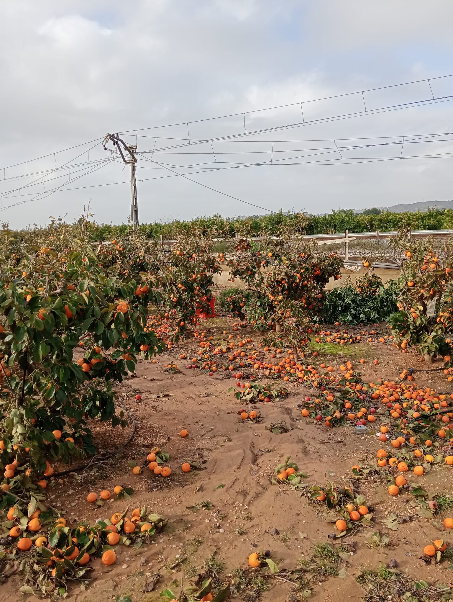 LA UNIÓ reclama a la Generalitat un paquete de ayudas y medidas suficiente que complemente al del Gobierno LA UNIÓ reclama a la Generalitat un paquete de ayudas y medidas suficiente que complemente al del Gobierno